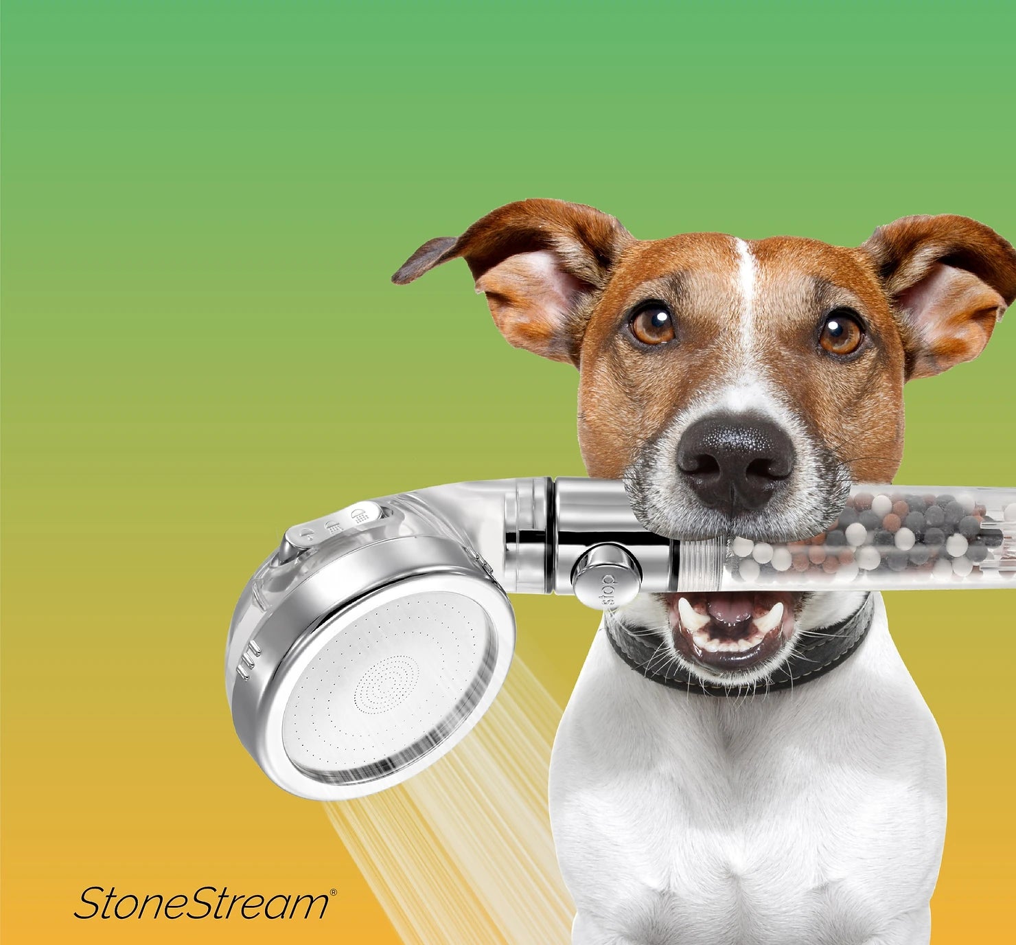 How To Choose the Best Shower Head for Dogs