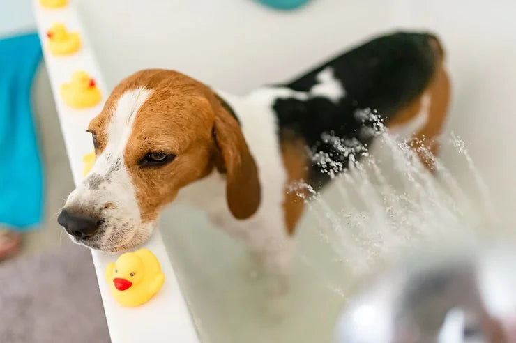 What Type of Shower Head Should You Get For Your Pet?